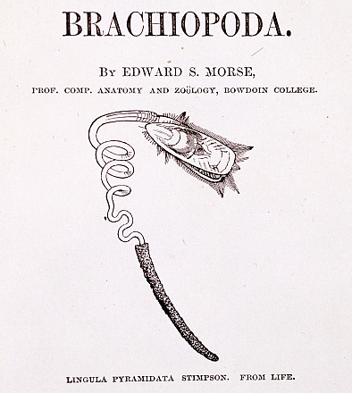 シャミセンガイのスケッチ“On the Systematic Position of the Brachiopoda.”（1873, by Edward S. Morse）より転載大田区立郷土博物館所蔵　