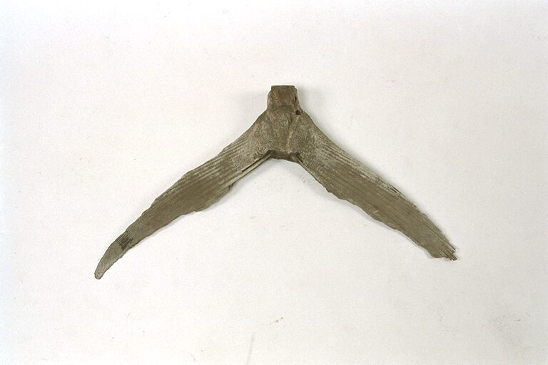 サカナノシッポ