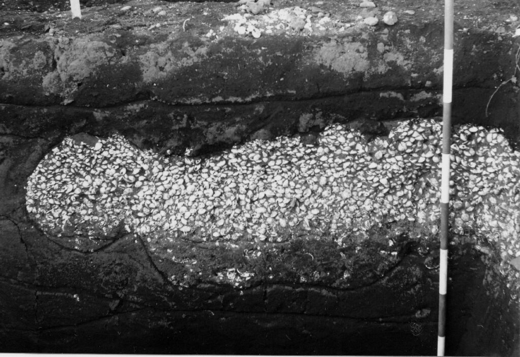遠藤貝塚の貝層断面